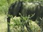 Krügerpark - Elefant