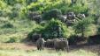  Elefantenbeobachtung im Hluhluwe Nationalpark